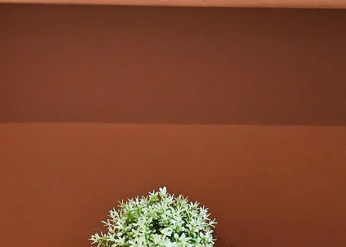 Olive Garden Terracota *